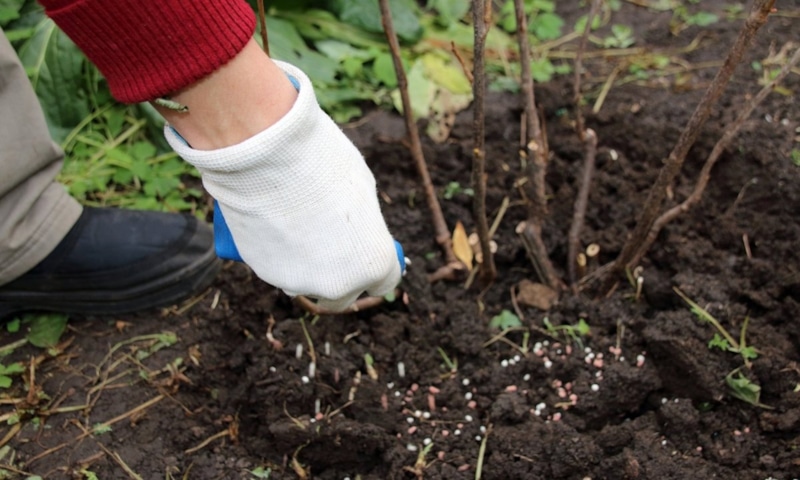 Осенняя посадка: ошибки садовода
