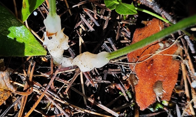 Призрачный гриб: находка в Сибири