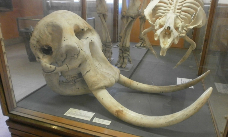 Черепа слонов: сенсация в Турции