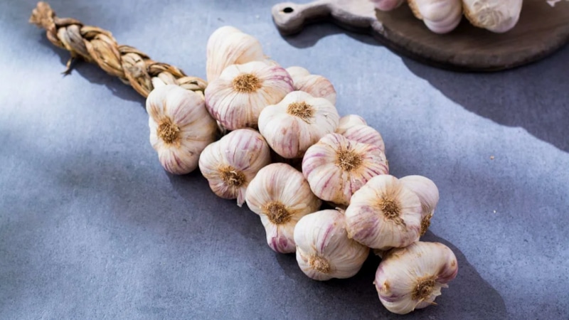 Чеснок зимой: хранение без потерь
