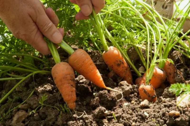 Морковь осенью: подзимний посев Морковь осенью: подзимний посев