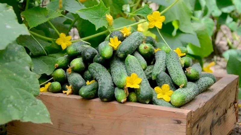 Подготовка грядки для огурцов: осенние работы