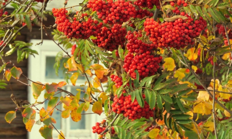Сбор и заготовка красной рябины: сроки и методы