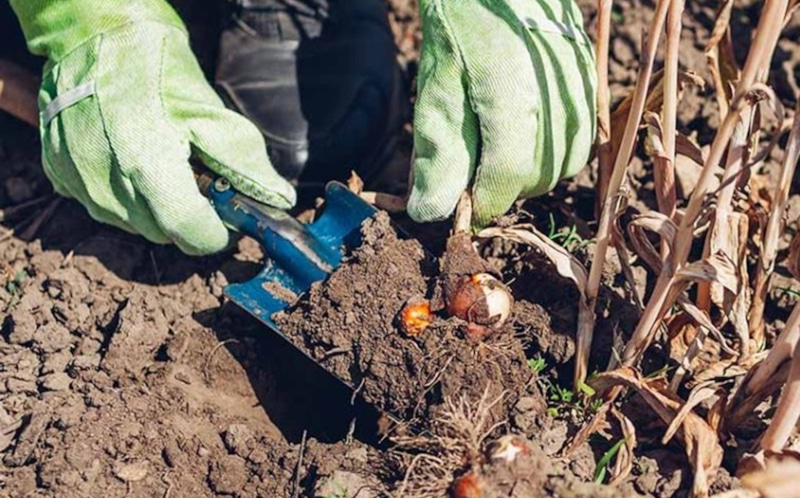 Выкапывание клубней: правила осени