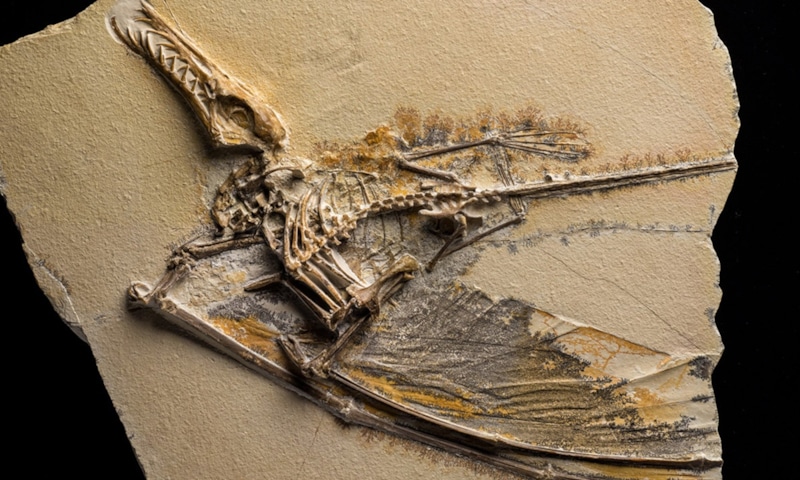 Птерозавры пали: гибель от ураганов