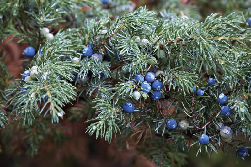 Уход за можжевельником осенью: подготовка к зиме