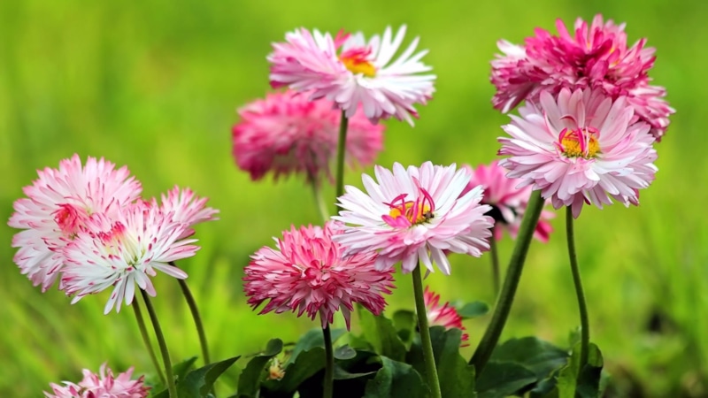 Сад осенью: цветы до морозов