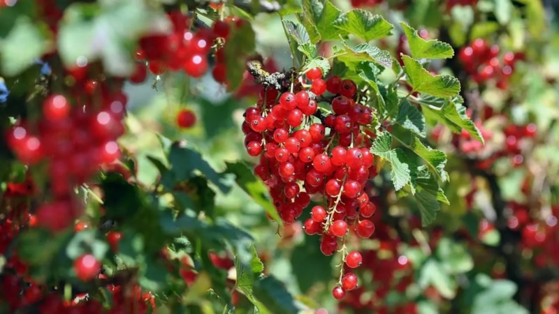 Уход за смородиной осенью: шаги к успеху