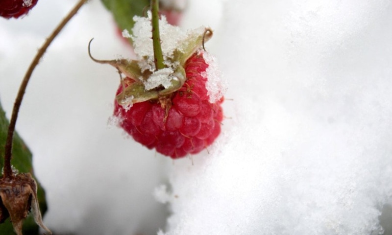 Ремонтантная малина: уход осенью для богатого урожая