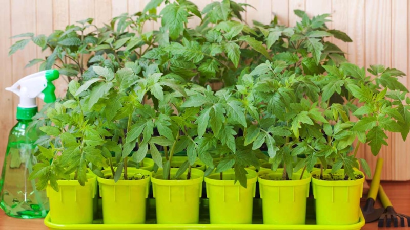 Черенки томатов: выращивание без семян