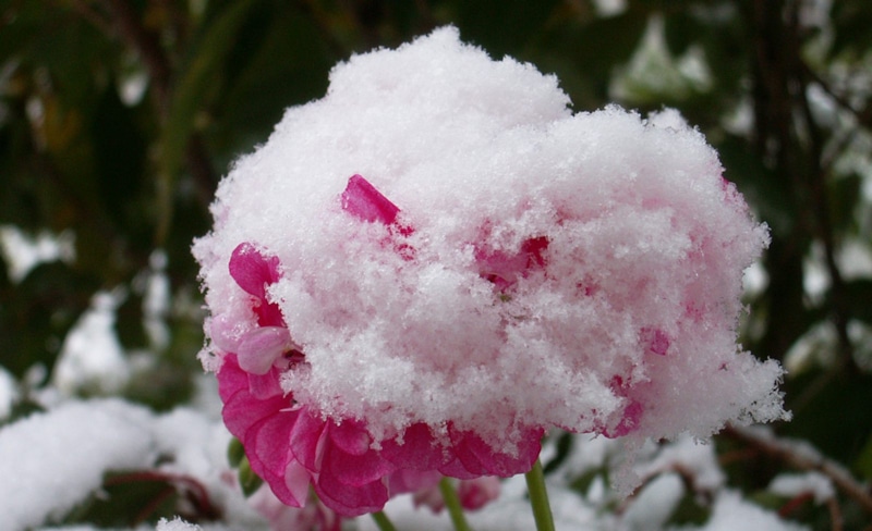 Сохранение герани зимой: способы для холодных регионов