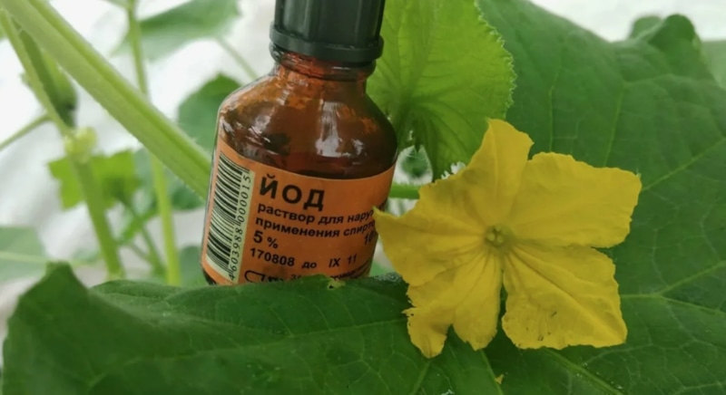 Фитофтора не пройдет: защита осенью