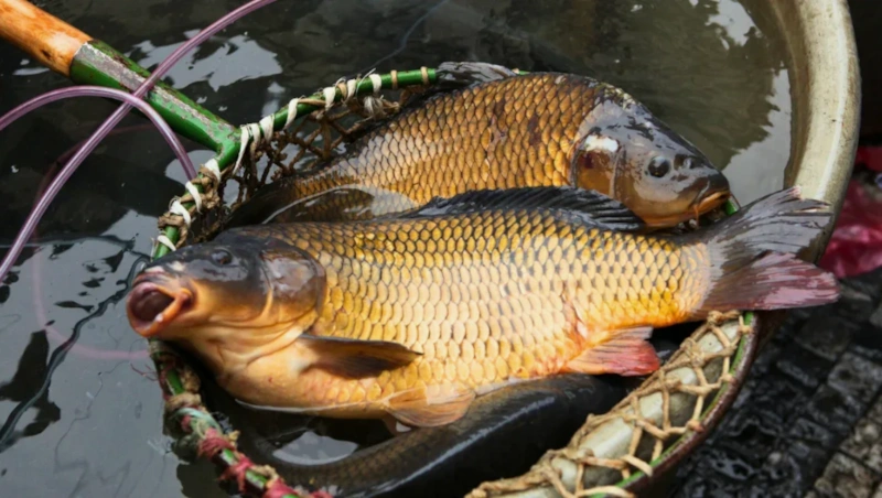 Прикормка для холодной воды: рецепт для карпа и леща