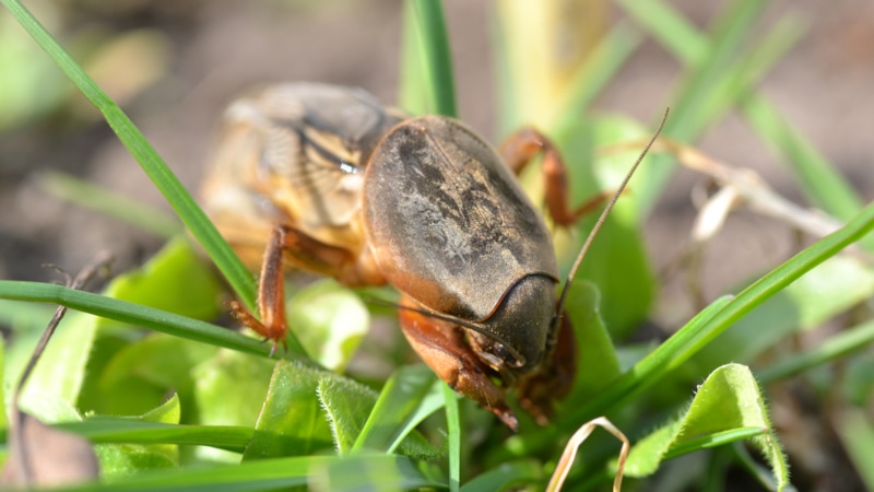Борьба с медведкой осенью: эффективные способы