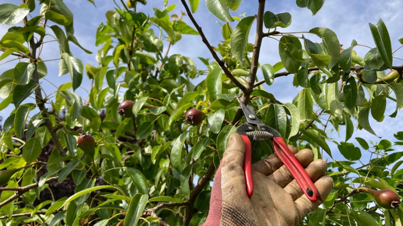 Осенняя обрезка деревьев: правила и сроки