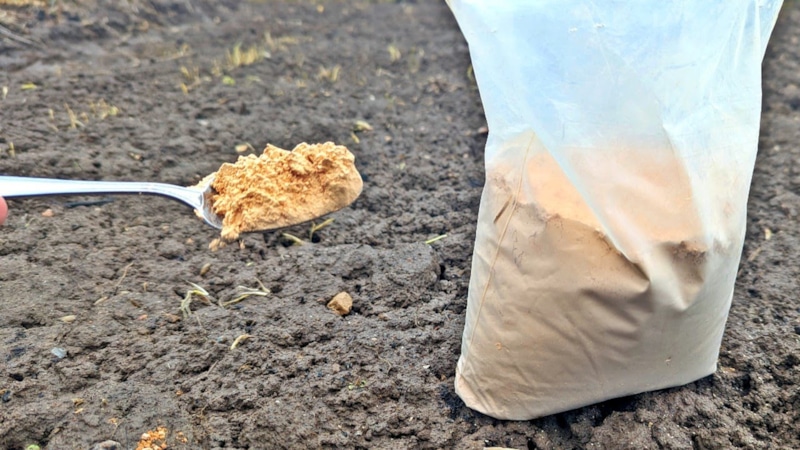 Огородная мука: удобрение без навоза