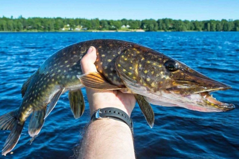 Октябрьская рыбалка: какие рыбы идут на крючок