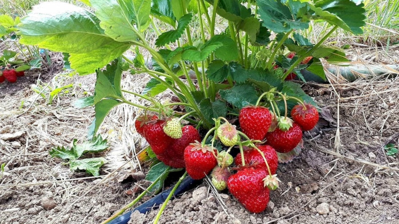 Пересадка клубники осенью: частые ошибки садоводов