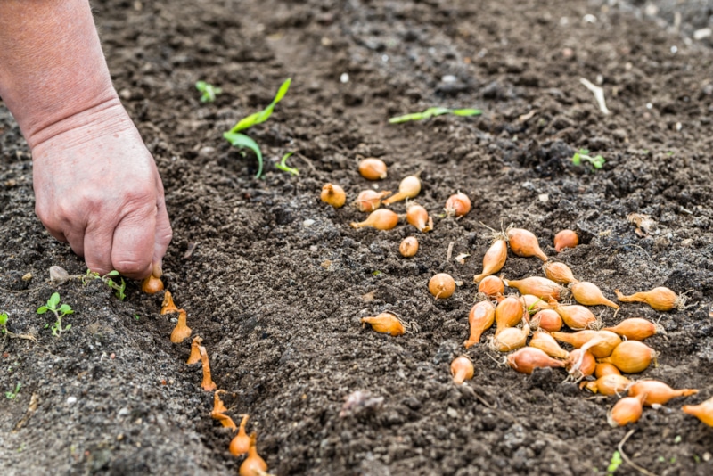 Озимый лук: главные ошибки