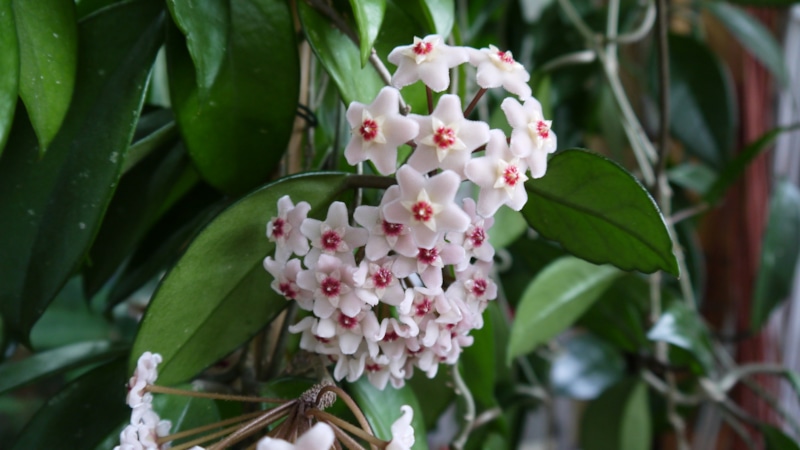 Теневыносливые комнатные растения: список для темных помещений Теневыносливые комнатные растения: список для темных помещений