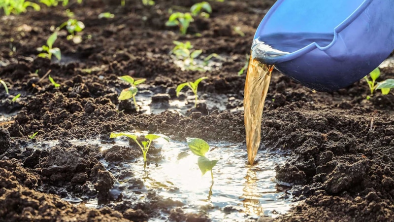 Ошибка садовода: такой полив растениям не нужен