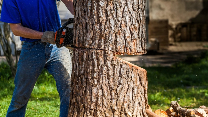 Опасный момент: спил дерева
