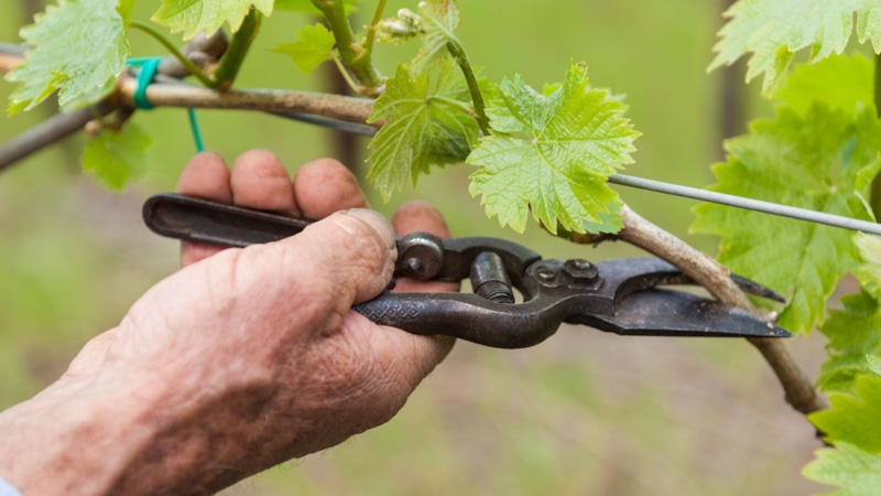 Осенний уход за виноградом: готовимся к зиме