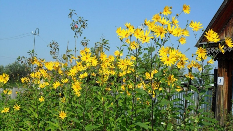 Топинамбур-агрессор: как укротить захватчика