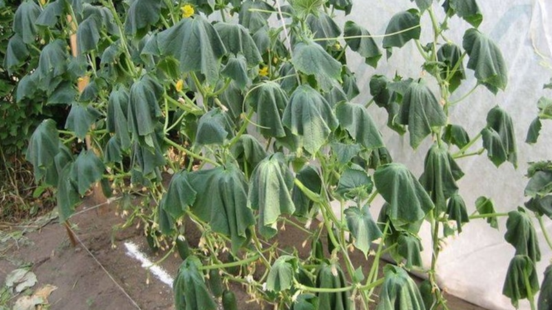 Увядание огурцов: причины и спасение