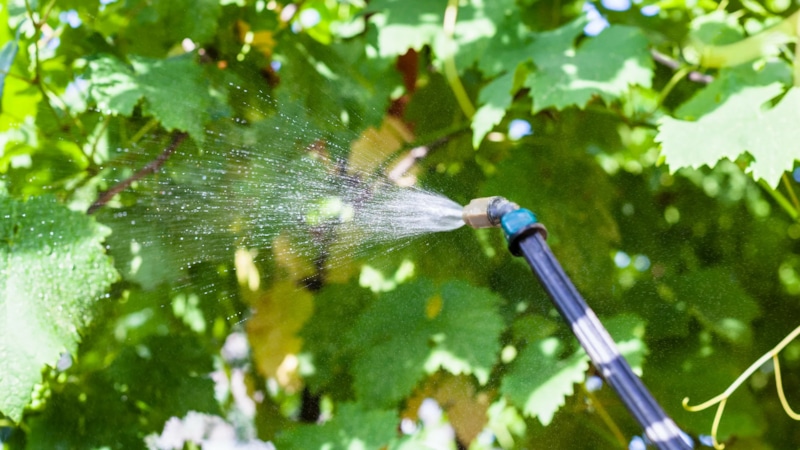 Сода в огороде: секрет урожая