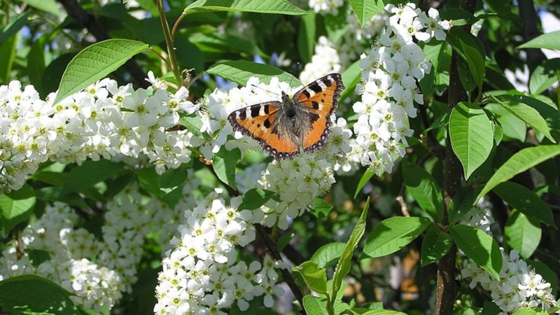 Черемуха в саду: спорный выбор