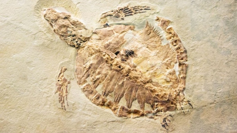 Древняя черепаха: находка в Колорадо