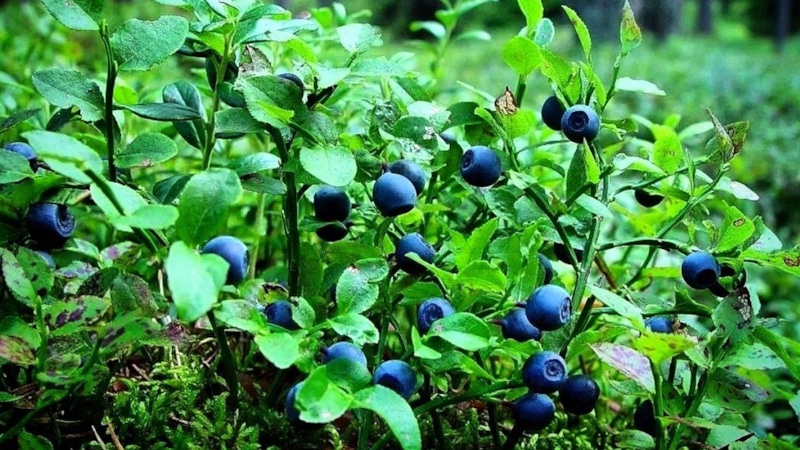 Опасные ягоды: скрытые угрозы из леса и с дачи Опасные ягоды: скрытые угрозы из леса и с дачи