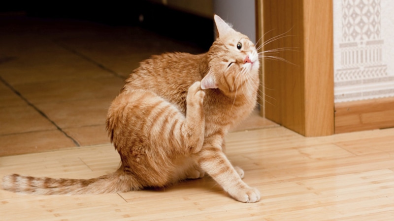 Аллергия у питомца: виноват хозяин