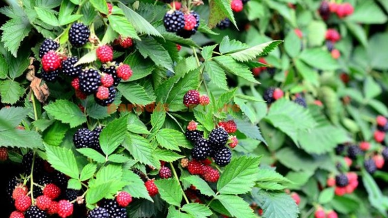 Осенний уход за ежевикой: готовим куст к зиме