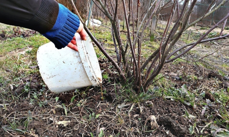 Осенняя подкормка смородины: секрет будущего урожая
