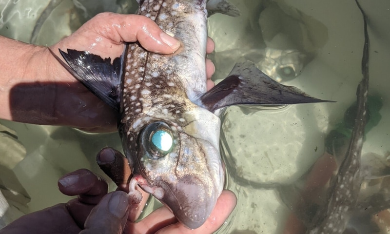 Рыба-призрак: зубы на лбу Рыба-призрак: зубы на лбу