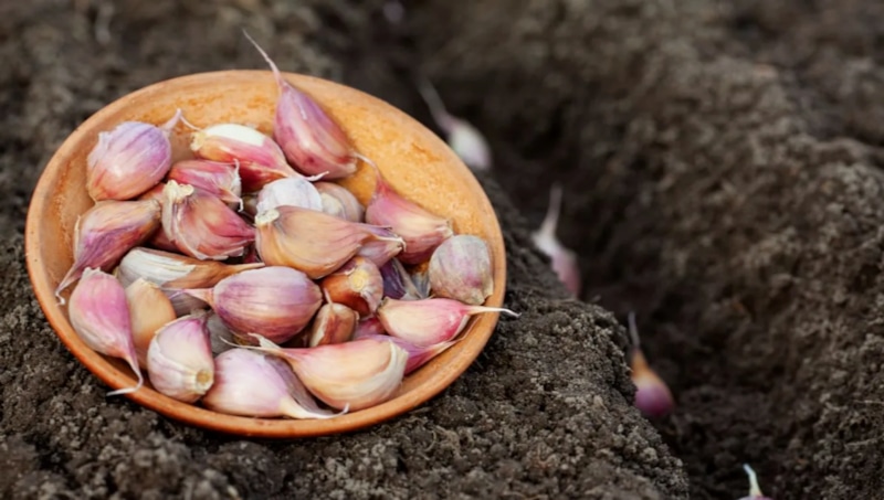 Крупный урожай чеснока: подготовка зубчиков к посадке