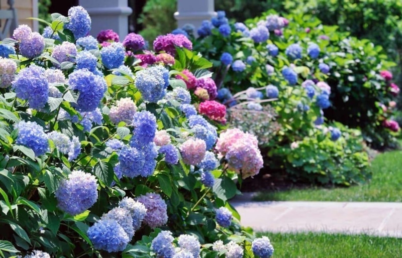 Подготовка гортензии к зиме: обрезка и укрытие Подготовка гортензии к зиме: обрезка и укрытие