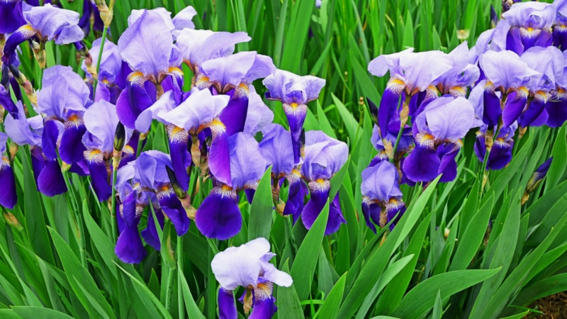 Подготовка ирисов к зиме: правила укрытия
