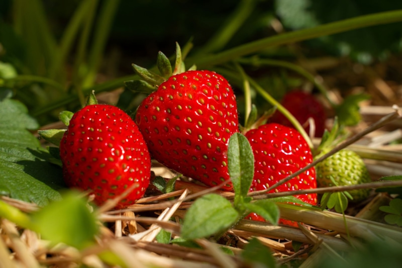 Дрожжевая подкормка для клубники: осенний рецепт