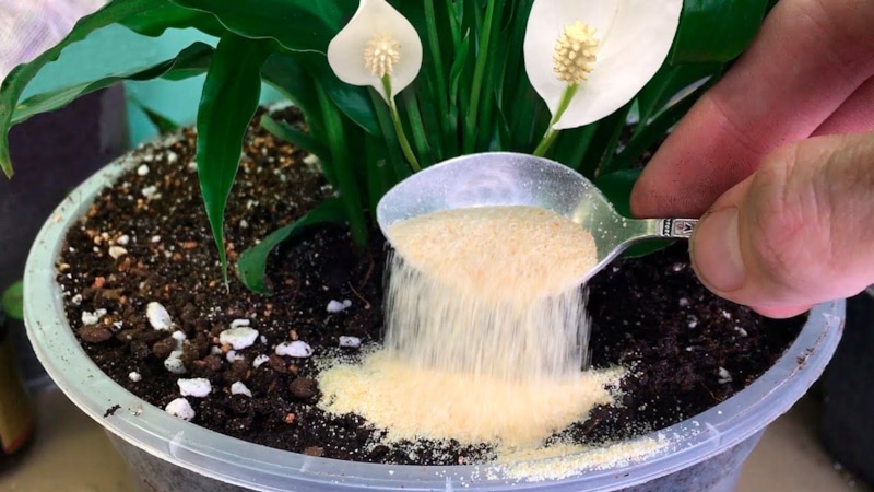 Комнатные растения: удобрения из подручного материала