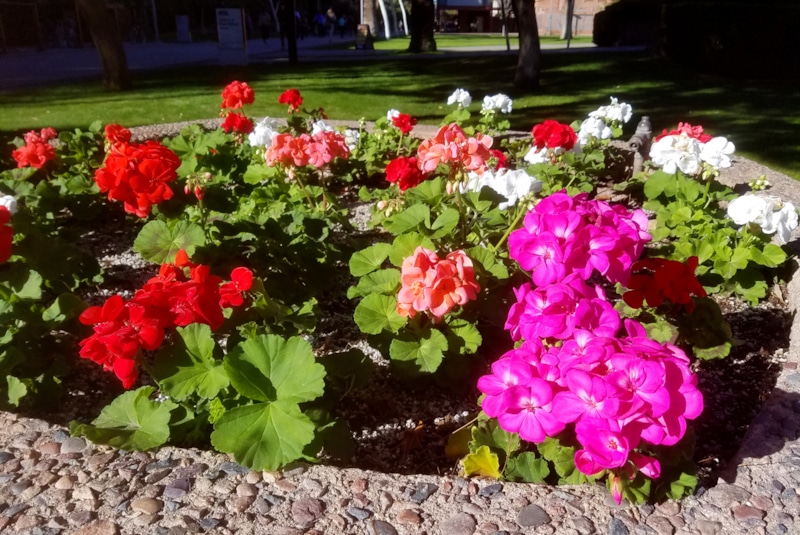 Обрезка герани: секрет пышного цветения