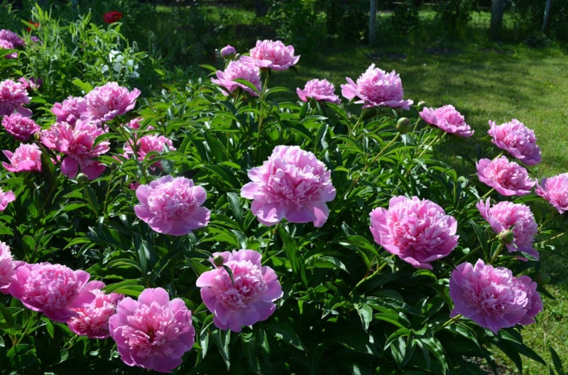 Осенняя подкормка пионов: все для пышного цветения