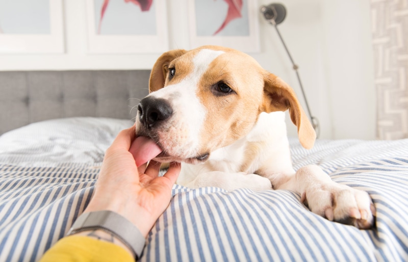 Ласка или тревога: собака лижет руки