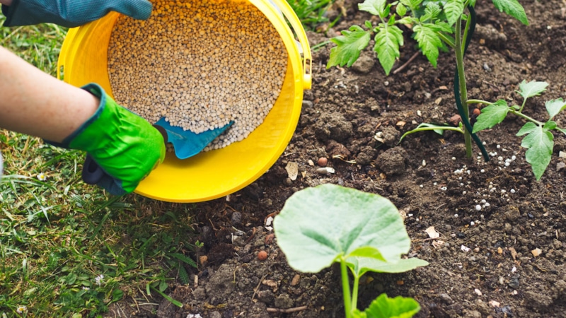 Ошибки с удобрениями: вред для урожая