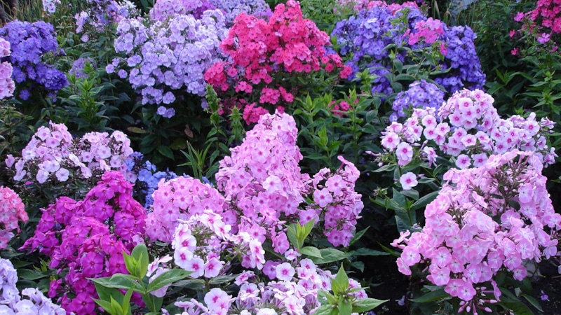 Обрезка цветов: вторая волна