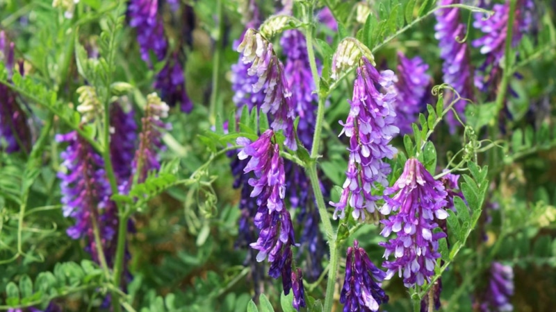 Вика на огороде: сидерат осени