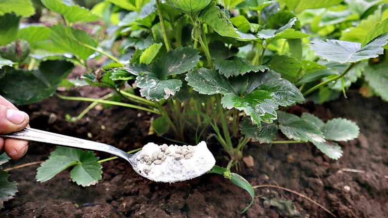 Клубника осенью: уход за урожаем