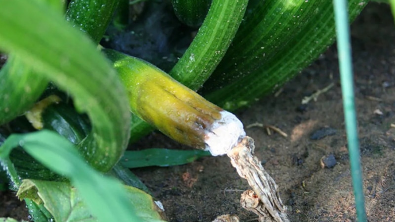 Кабачки на грядке: как спасти урожай